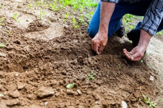 Агрономы рассказали, как подготовить почву к посеву