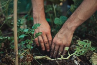 Садоводство препятствует развитию онкологии и улучшает психическое здоровье